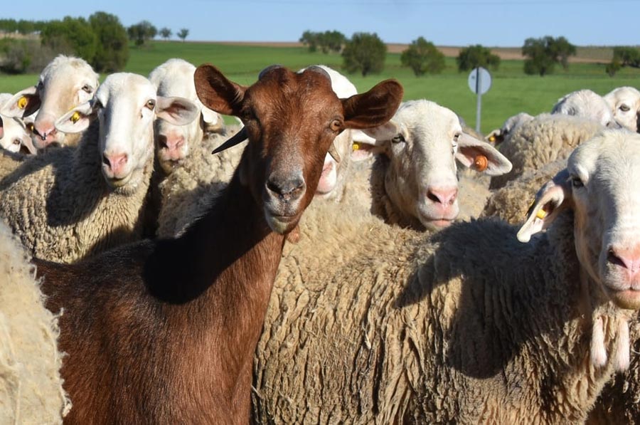 Early-Stage Farm with Limited Availability Early-Stage Farm with Limited Availability