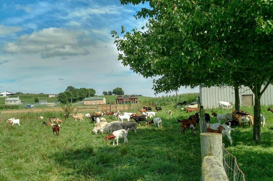 baraka farm Il – Halal & Eid Animals baraka farm Il - Halal & Eid Animals