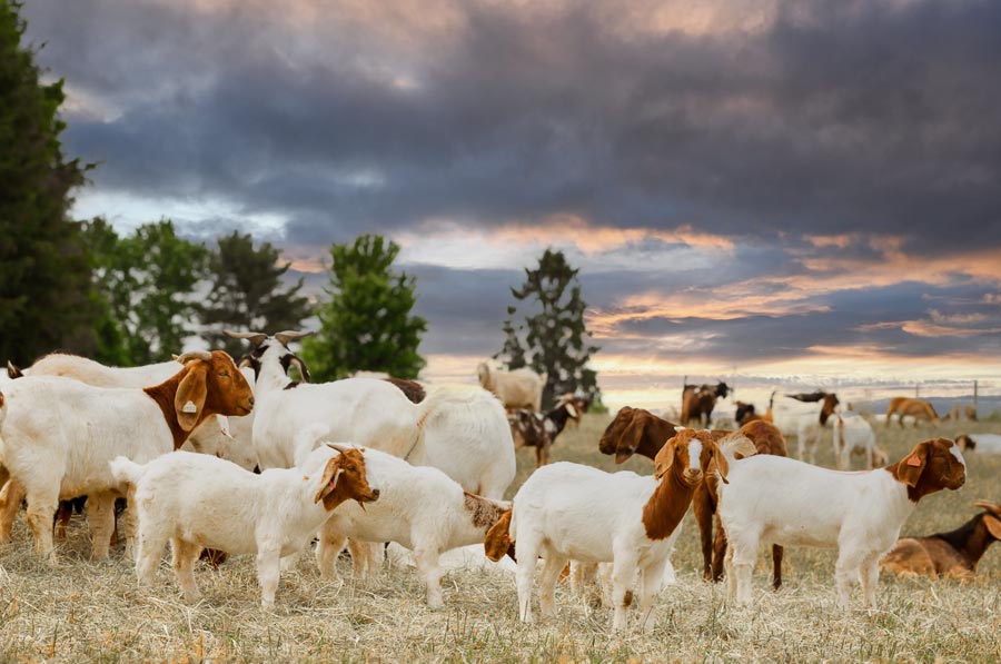 baraka farm Il - Halal & Eid Animals