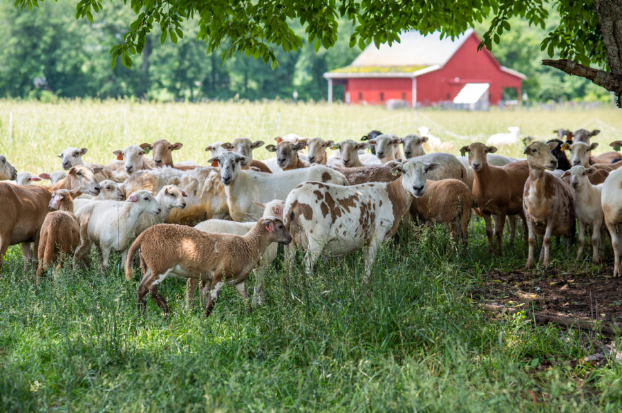 Untitled design – 2026-01-16T100432.923