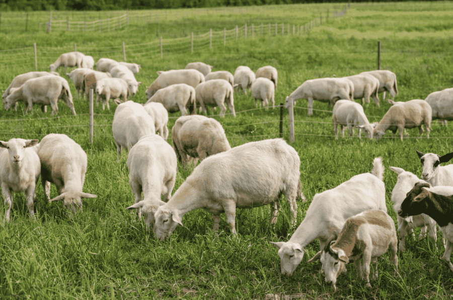 Untitled design – 2026-01-16T113037.025