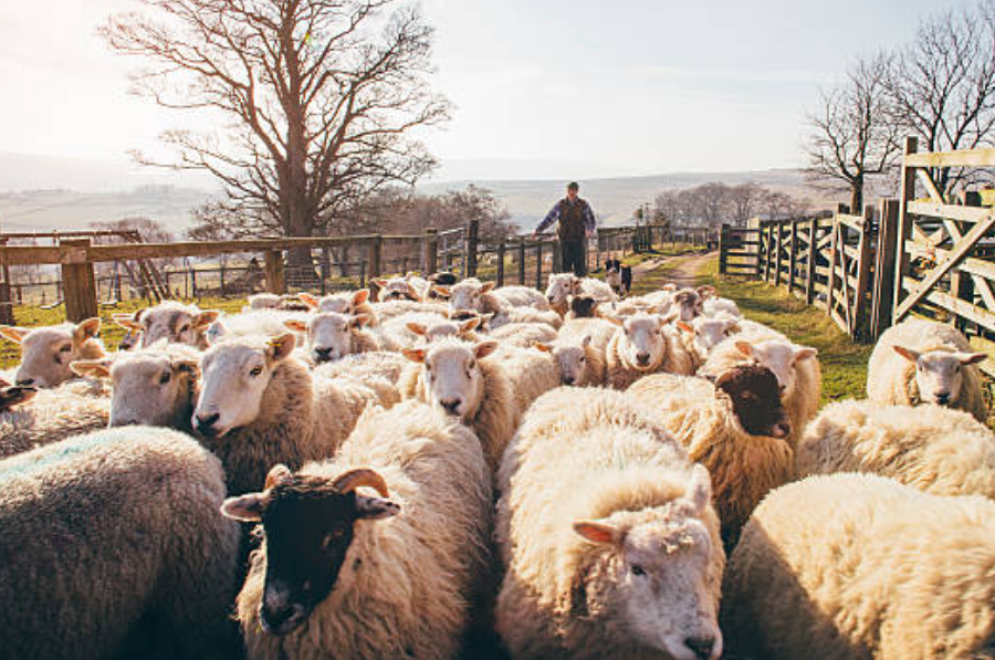 Untitled design – 2026-01-16T114424.175