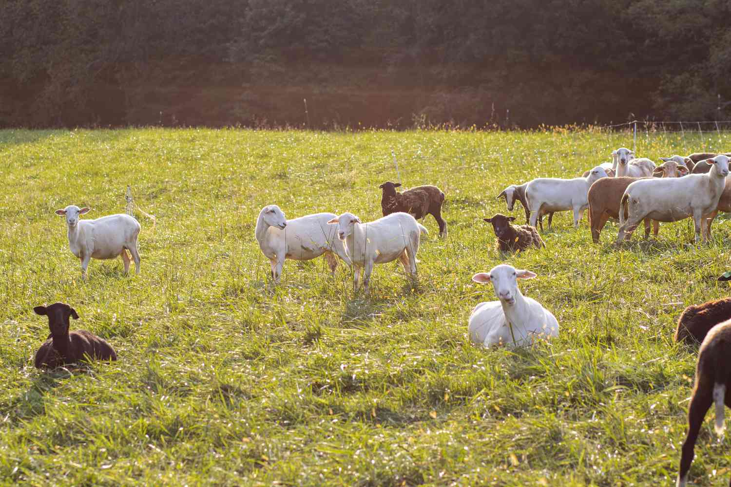 goatsandsheepinfield-3dacaa619bff43f18c0e19ed42f9b4af