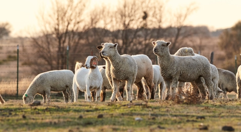 sheep-and-goats-Purina-768×420