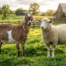 Eid al-Adha Animals Explained Goat vs Sheep