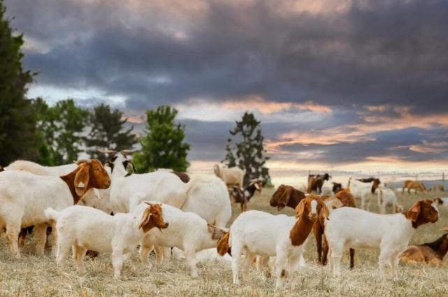 How to Choose a Halal Goat for Eid in Illinois