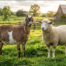 Is Local Halal Meat Better Benefits of Buying from Illinois Farms