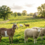 What to Look for When Choosing a Halal Farm in Illinois