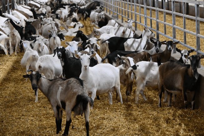 Where to Buy Halal Meat in Illinois