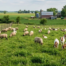 halal farm near University Park IL