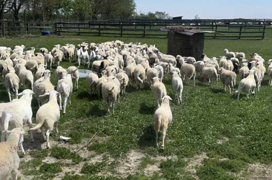 halal livestock in crete il (1)