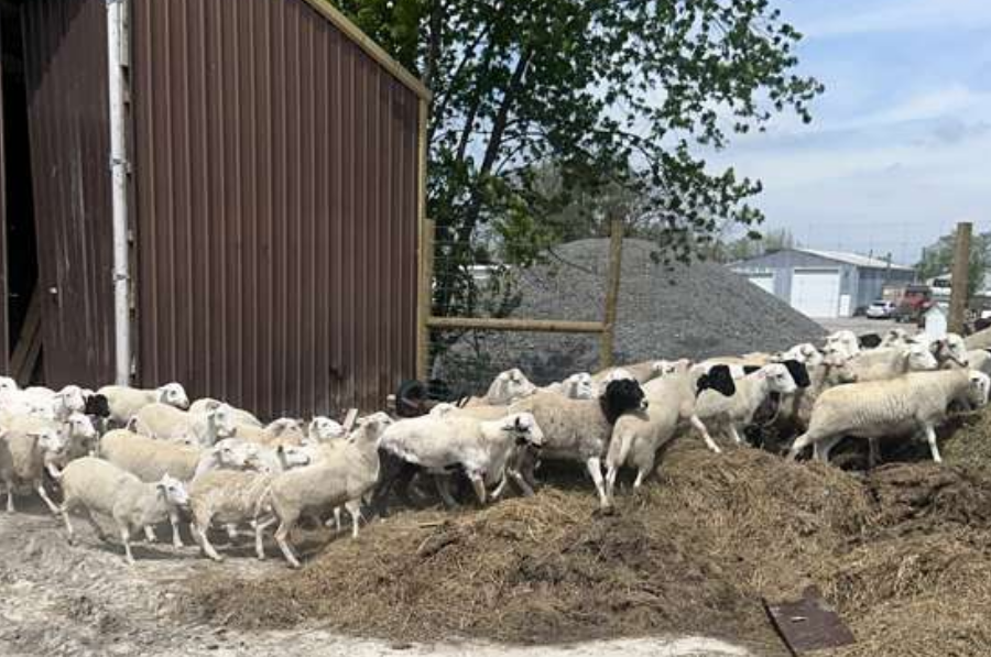 halal livestock in crete il (2)