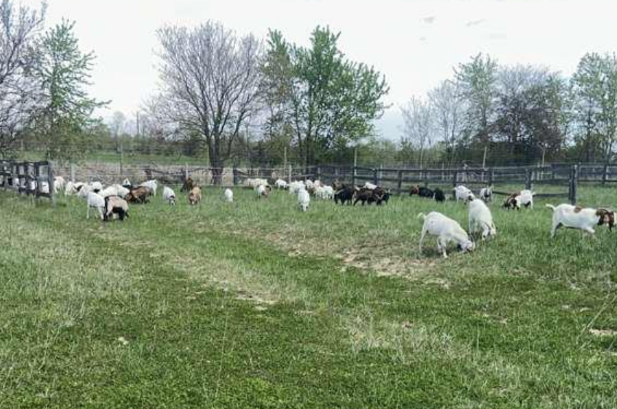 halal livestock in crete il (3)