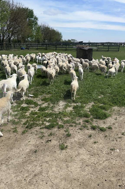 halal livestock in crete il