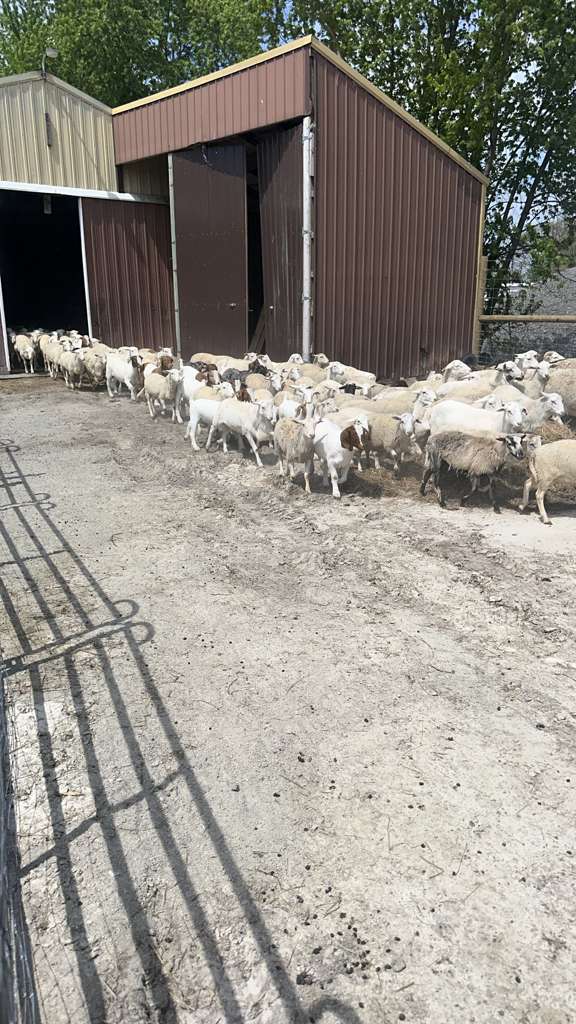 livestock