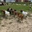 Direct from the Farm vs. a Halal Supplier