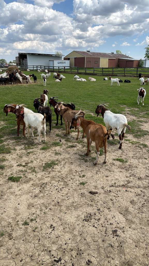 Direct from the Farm vs. a Halal Supplier