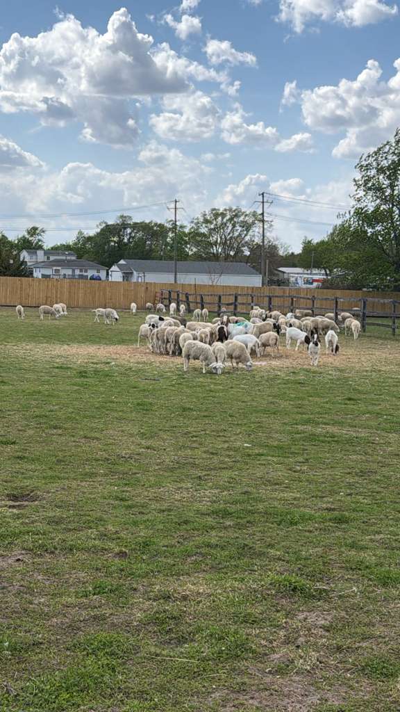 Halal Livestock in the Chicago Southland
