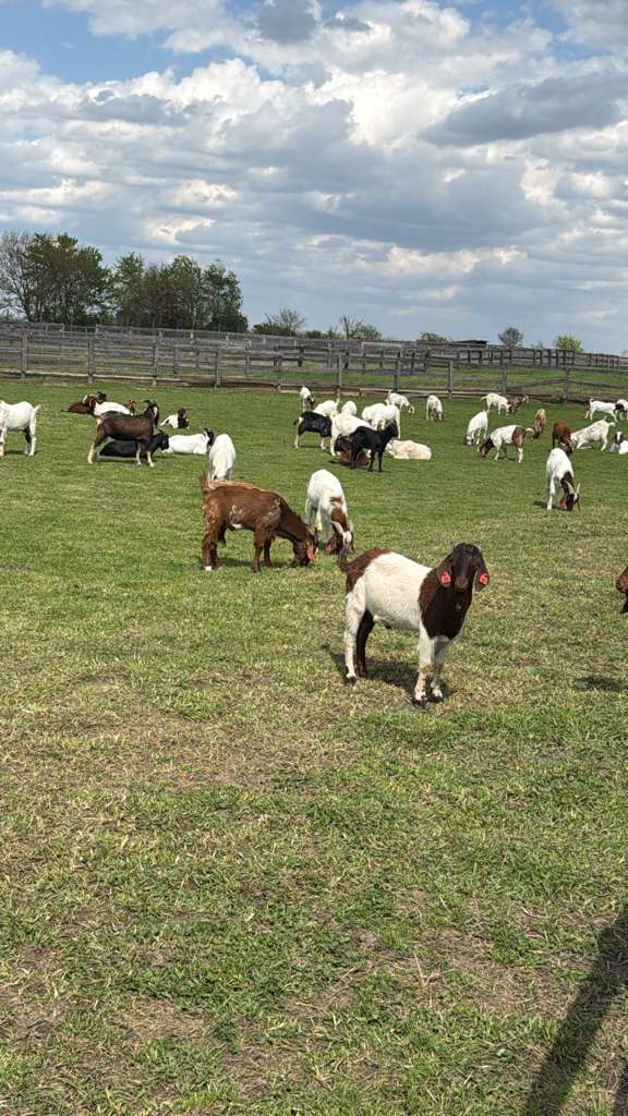 Qurbani and Regular Halal Zabeeha